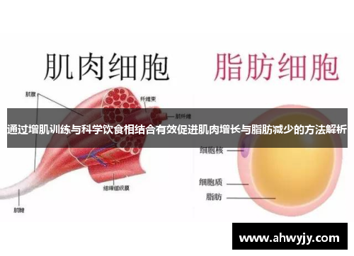 通过增肌训练与科学饮食相结合有效促进肌肉增长与脂肪减少的方法解析